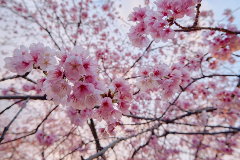 X-M5 ( f/5.6, 1/100sec, ISO-320, 15mm )