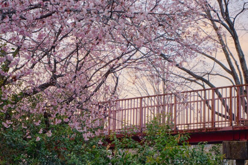 X-M5 ( f/5.6, 1/140sec, ISO-320, 45mm )