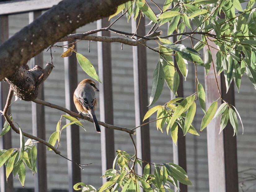 DC-GF9 ( f/6.3, 1/400sec, ISO-500, 175mm )