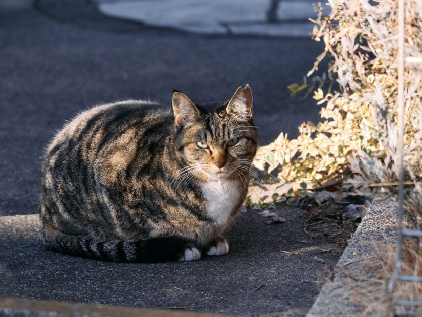 DC-GF9 ( f/5.6, 1/400sec, ISO-640, 175mm )