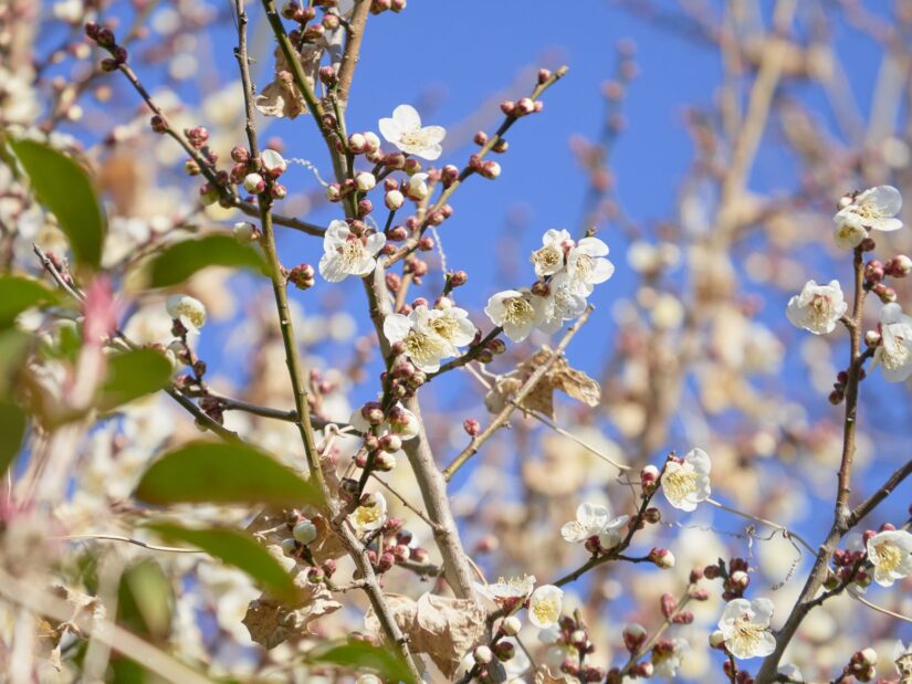 DC-GF9 ( f/5.6, 1/800sec, ISO-200, 175mm )