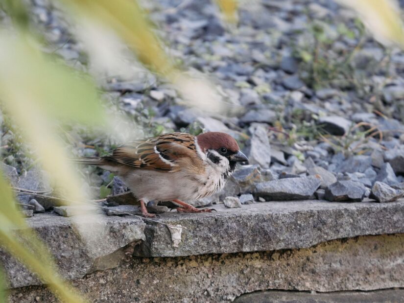 DC-GF9 ( f/5.6, 1/400sec, ISO-1250, 175mm )