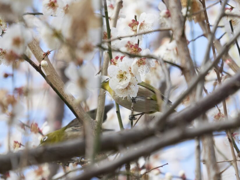 DC-GF9 ( f/5.6, 1/400sec, ISO-200, 175mm )