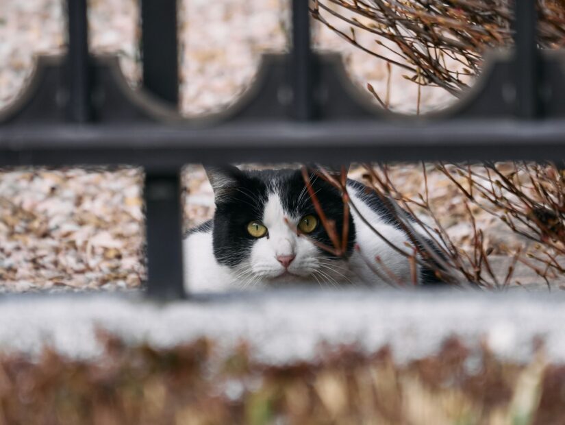 DC-GF9 ( f/5.6, 1/400sec, ISO-320, 175mm )