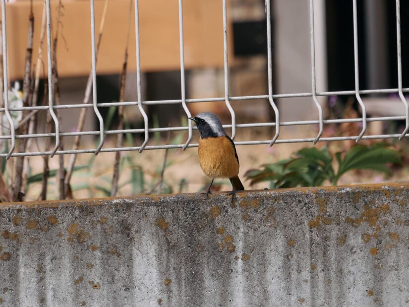 DC-GF9 ( f/5.6, 1/640sec, ISO-200, 175mm )