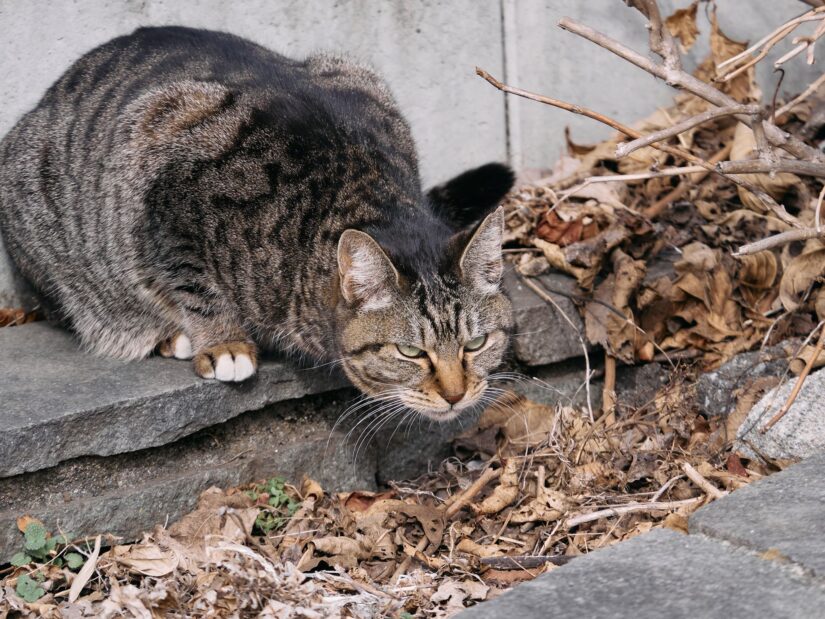 DC-GF9 ( f/5.6, 1/400sec, ISO-250, 175mm )