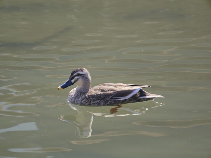 OM-3 ( f/5.6, 1/250sec, ISO-200, 175mm )