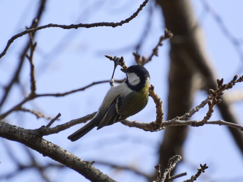 OM-3 ( f/5.6, 1/2500sec, ISO-640, 175mm )