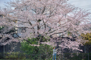 X-M5 ( f/1.4, 1/10500sec, ISO-320, 56mm )