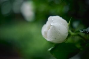 X-M5 ( f/1.8, 1/3200sec, ISO-320, 40mm )