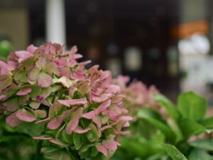 OM-3 ( f/1.8, 1/800sec, ISO-200, 25mm )