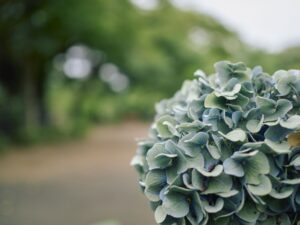 OM-3 ( f/1.8, 1/800sec, ISO-200, 25mm )