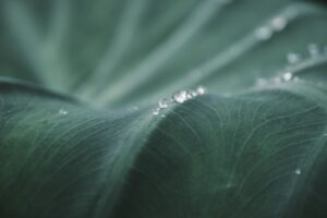 X-M5 ( f/4, 1/1250sec, ISO-320, 80mm )