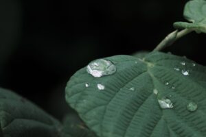 X-M5 ( f/8, 1/250sec, ISO-320, 80mm )