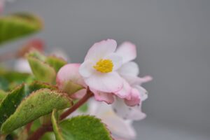 X-M5 ( f/4, 1/2200sec, ISO-320, 80mm )